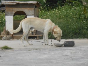 Chained_large_dog-Cropped